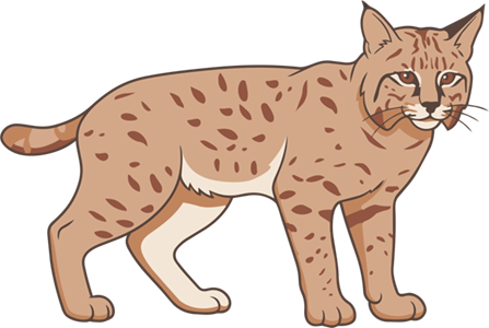 generic bobcat image