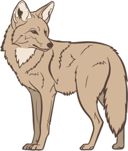 generic coyote